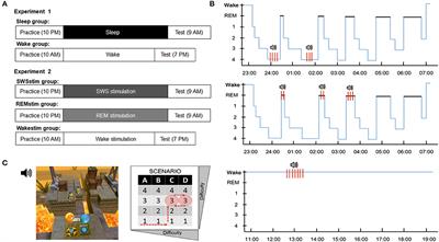 Sleep Facilitates Problem Solving With No Additional Gain Through Targeted Memory Reactivation